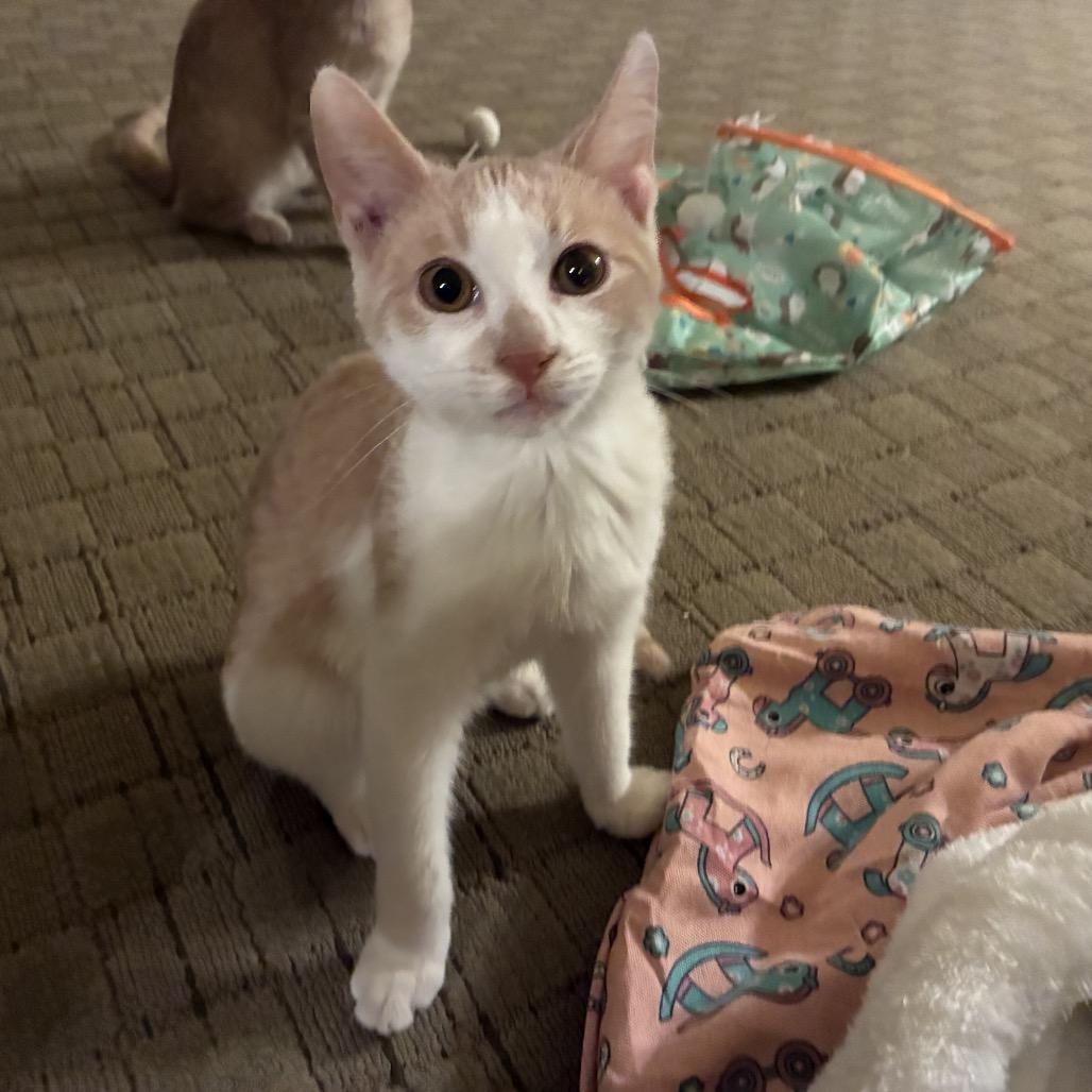 Enlarge Fifer, a Adoptable Domestic Short Hair in Mount Laurel, NJ image 1/2