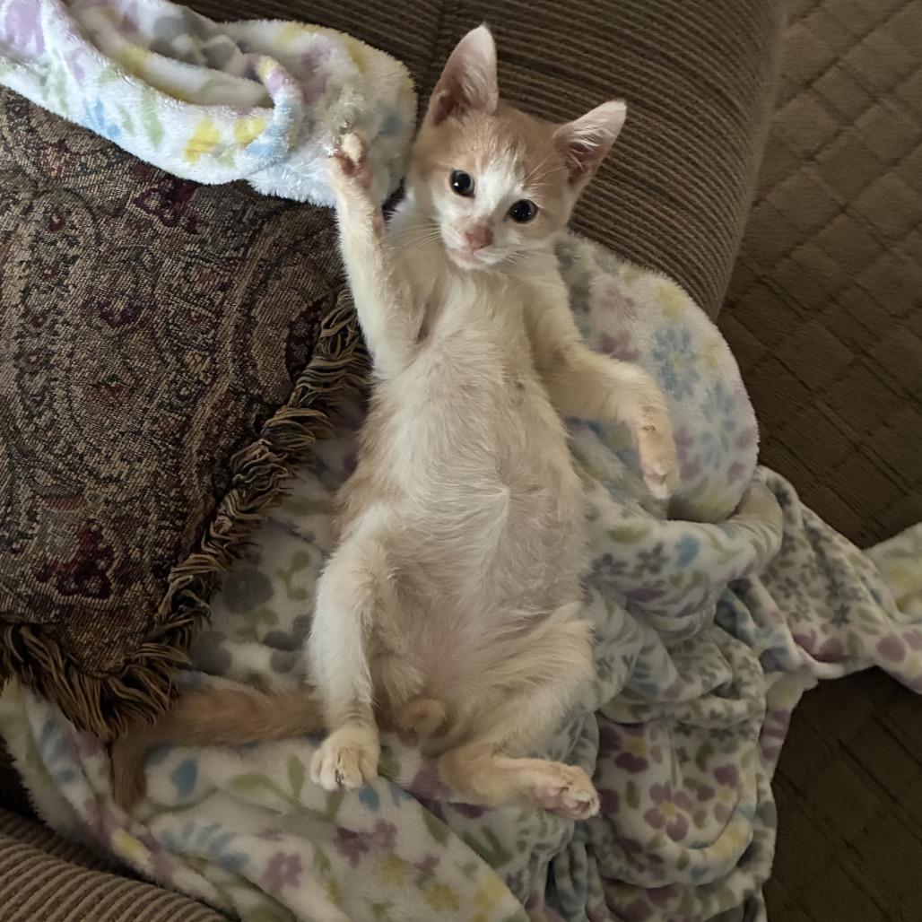 Enlarge Fifer, a Adoptable Domestic Short Hair in Mount Laurel, NJ image 2/2