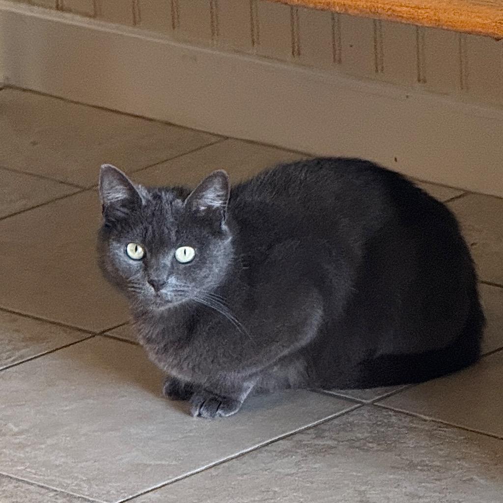 Enlarge Olive, a Adoptable mixed breed in Cambria, CA image 4/6