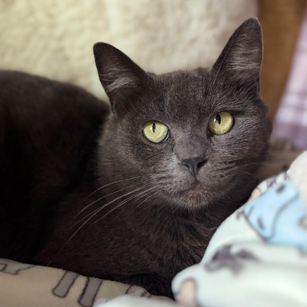 Enlarge Olive, a Adoptable mixed breed in Cambria, CA image 3/6