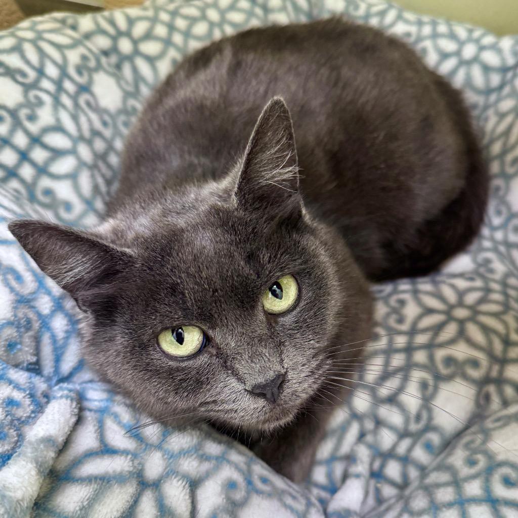 Olive, Adoptable, Young Female Domestic Short Hair.