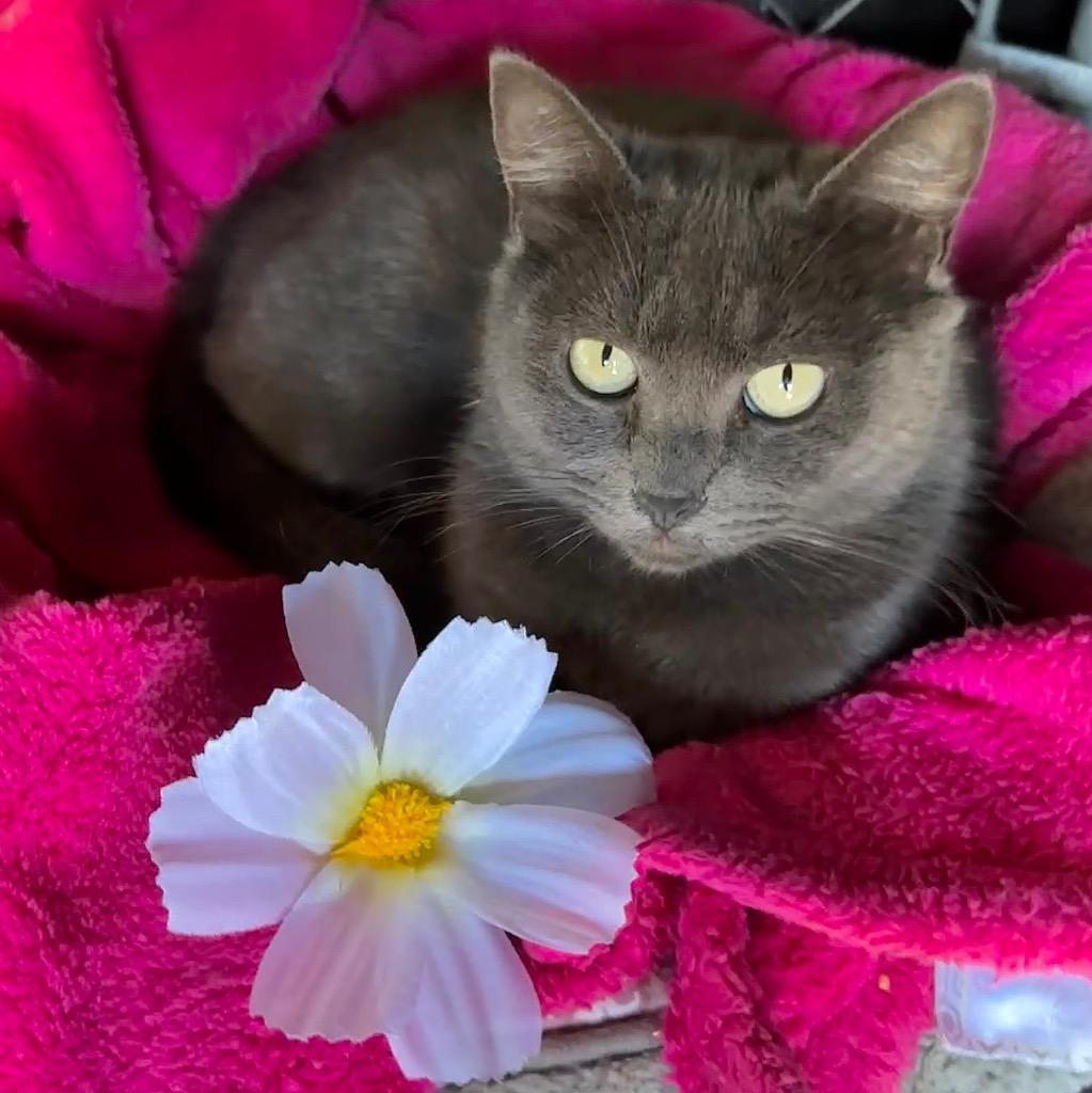 Olive, Adoptable, Young Female Domestic Short Hair.
