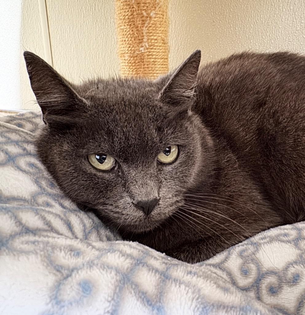 Enlarge Olive, a Adoptable mixed breed in Cambria, CA image 2/2