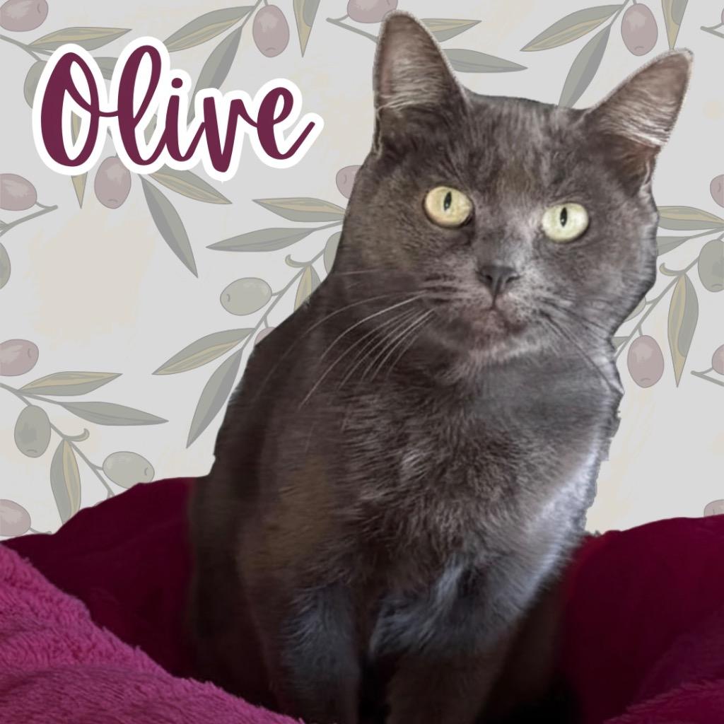 Enlarge Olive, a Adoptable mixed breed in Cambria, CA image 5/6