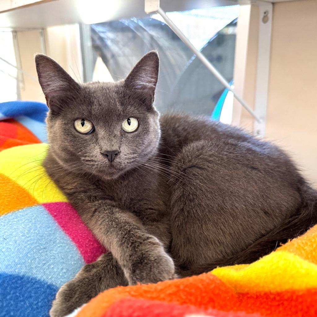 Enlarge Olive, a Adoptable mixed breed in Cambria, CA image 1/6