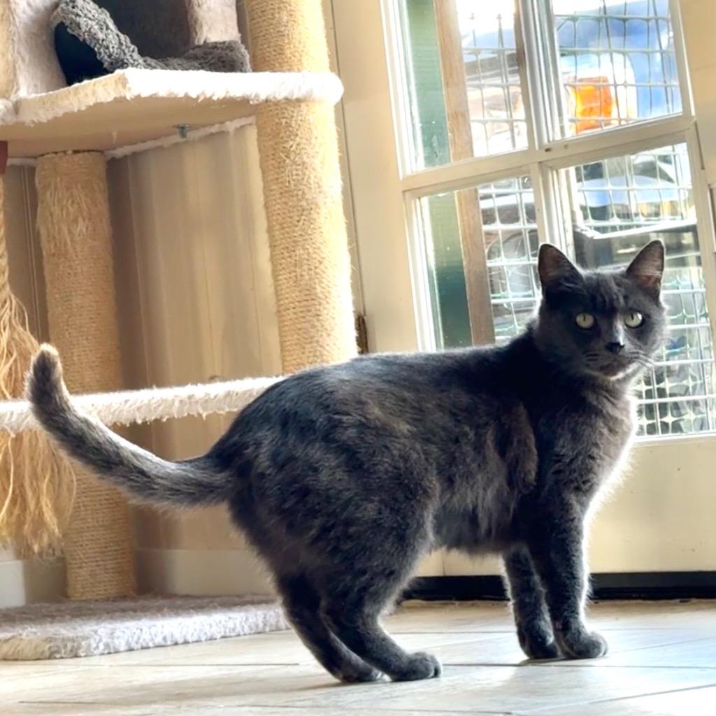 Enlarge Olive, a Adoptable mixed breed in Cambria, CA image 6/6