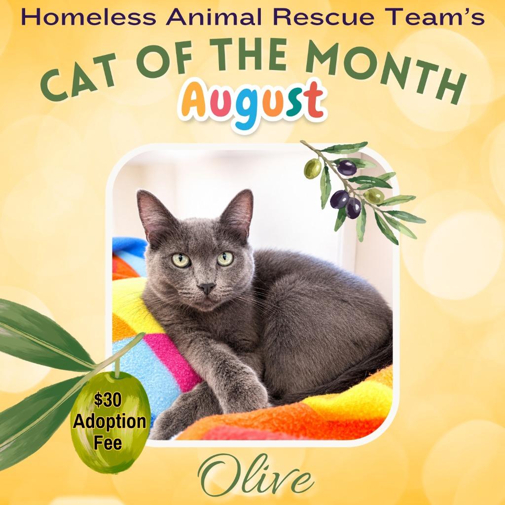 Olive, a Adoptable mixed breed in Cambria, CA image 1/6