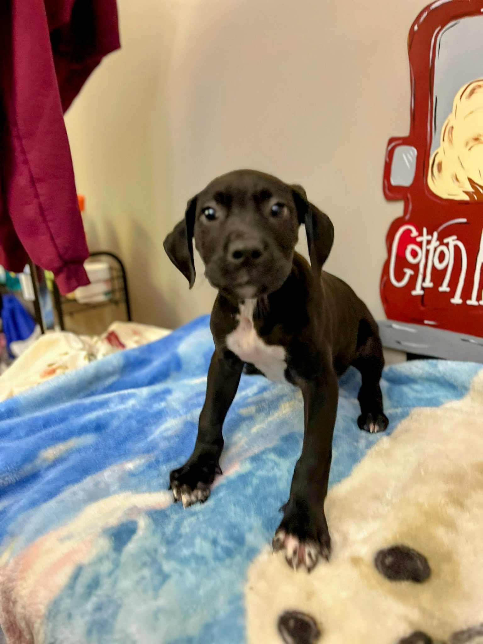 Enlarge Rip, a Adoptable mixed breed in Manalapan, NJ image 2/5