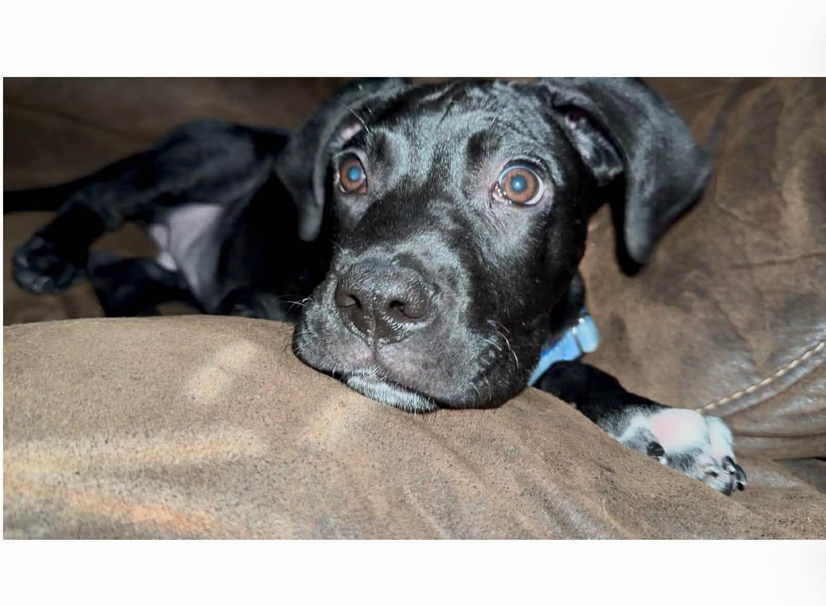 Enlarge Rip, a Adoptable mixed breed in Manalapan, NJ image 5/5