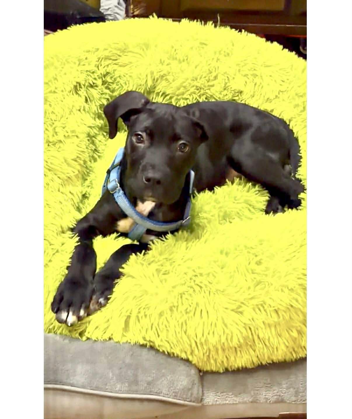 Enlarge Rip, a Adoptable mixed breed in Manalapan, NJ image 4/5