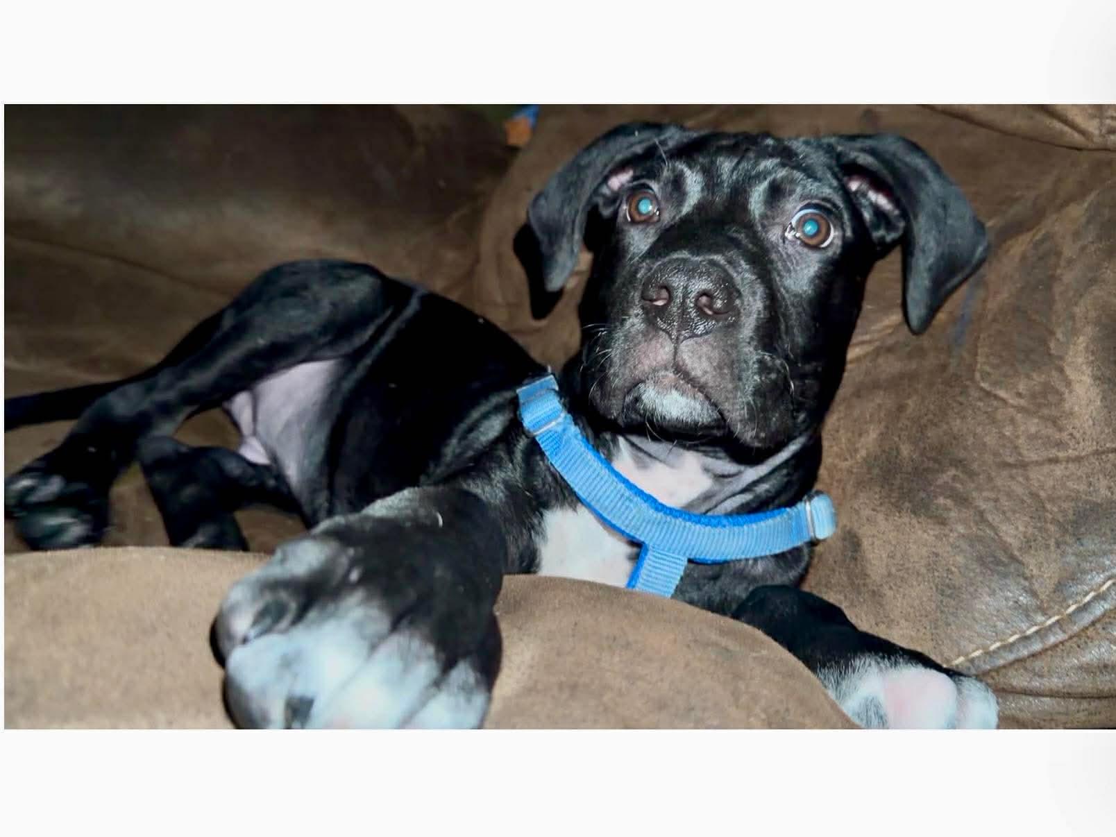 Enlarge Rip, a Adoptable mixed breed in Manalapan, NJ image 1/5