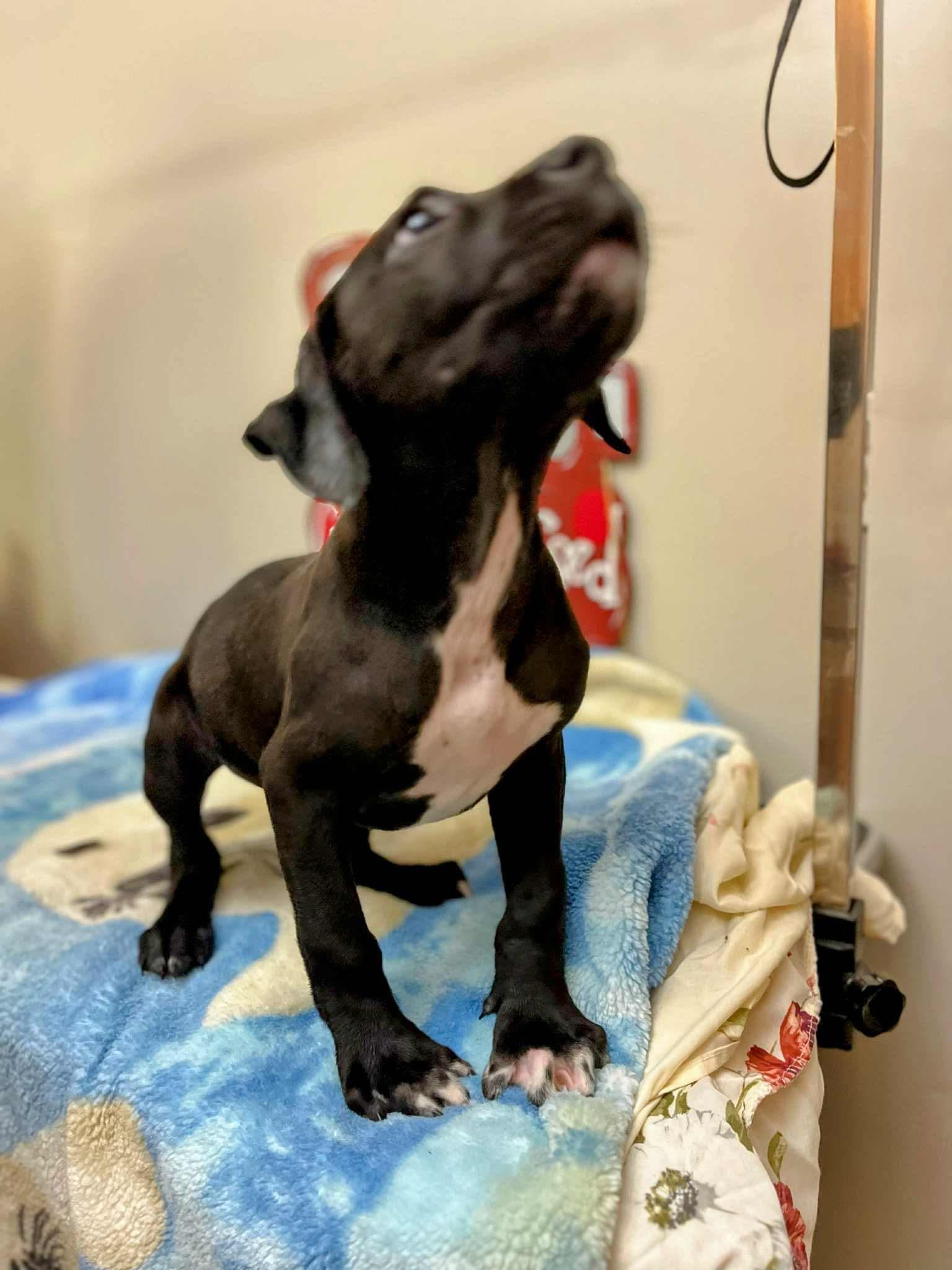 Enlarge Rip, a Adoptable mixed breed in Manalapan, NJ image 3/5