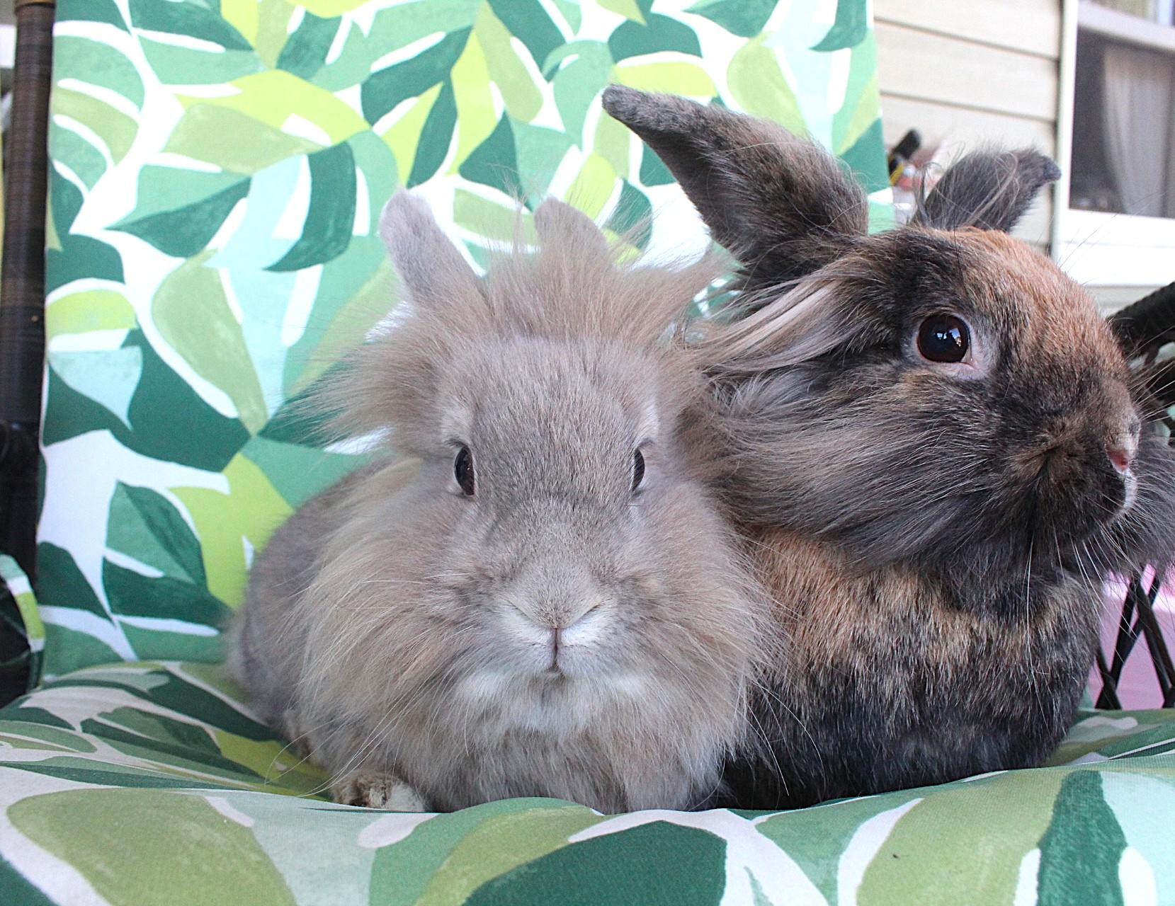 Clementine & Quince, Adopted, Adult Male Lionhead.