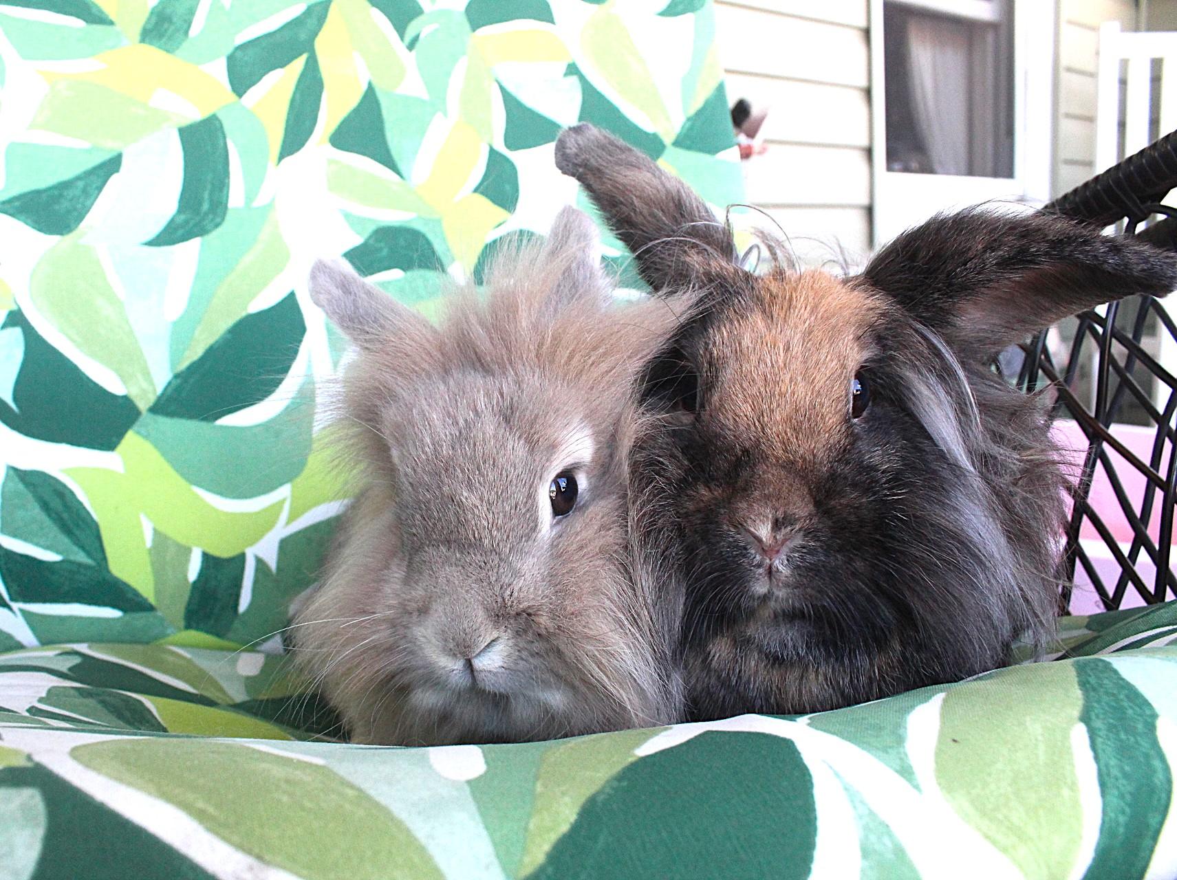 Enlarge Clementine & Quince, a Adopted Lionhead in Hillside, NJ image 2/3