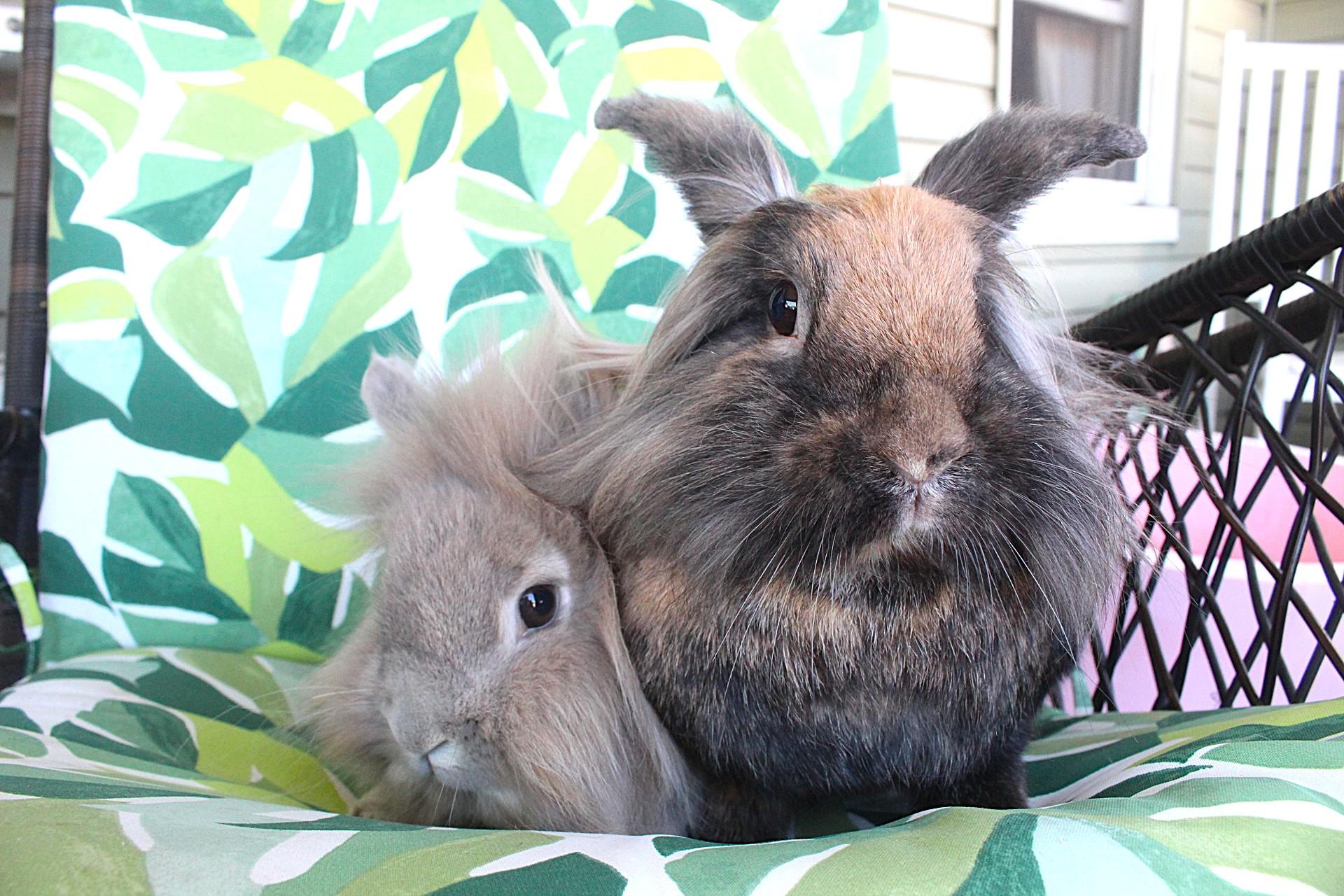 Enlarge Clementine & Quince, a Adopted Lionhead in Hillside, NJ image 3/3