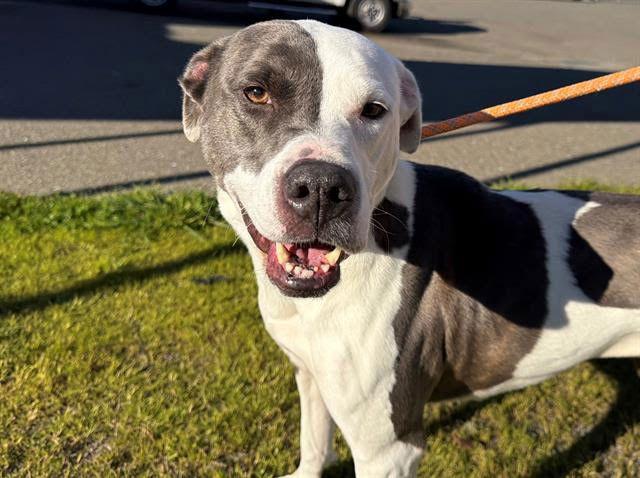 Lilo A438190, Adopted, Adult Female Pit Bull Terrier.