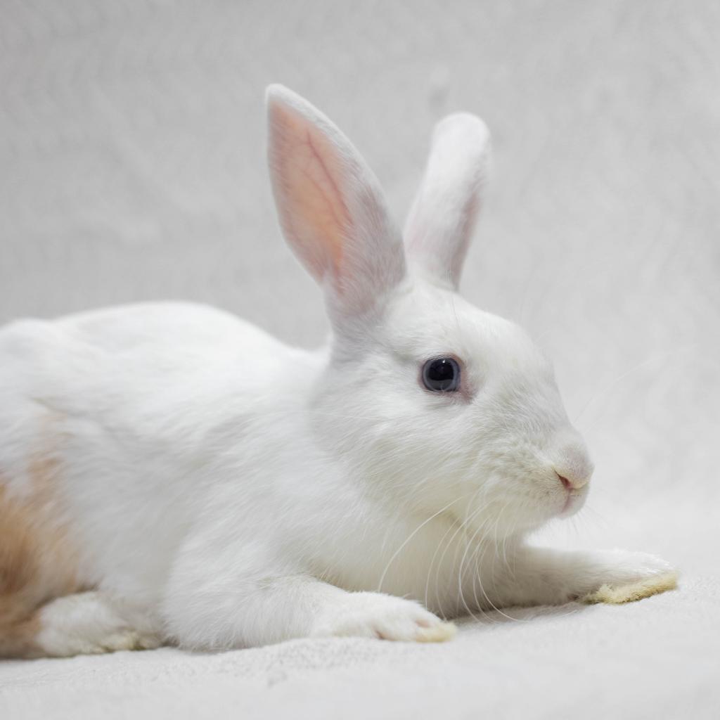 Enlarge Busta Bunz, a Adoptable mixed breed in San Diego, CA image 1/6