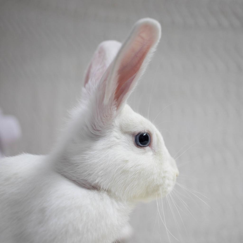 Enlarge Busta Bunz, a Adoptable mixed breed in San Diego, CA image 2/6