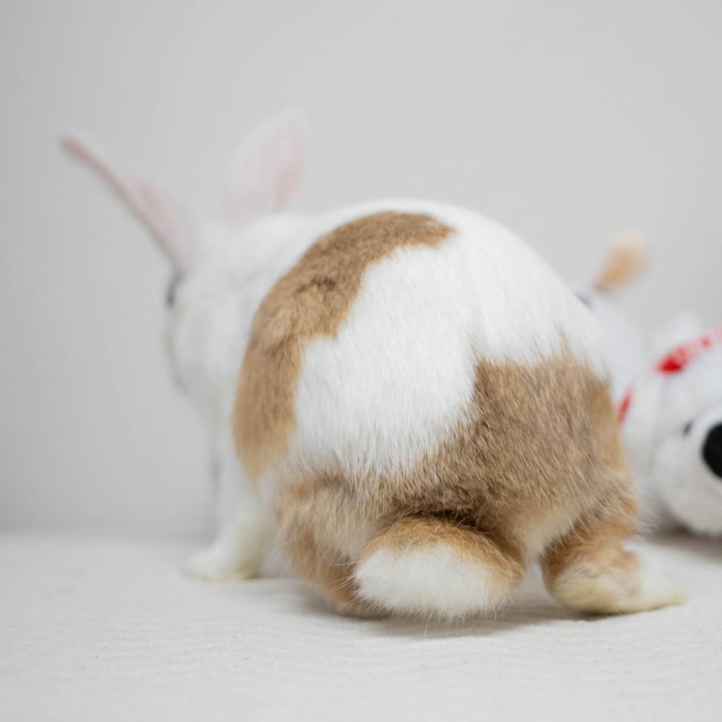 Enlarge Busta Bunz, a Adoptable mixed breed in San Diego, CA image 3/6