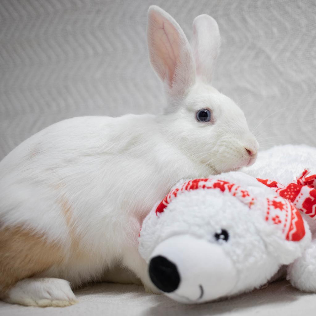Enlarge Busta Bunz, a Adoptable mixed breed in San Diego, CA image 4/6