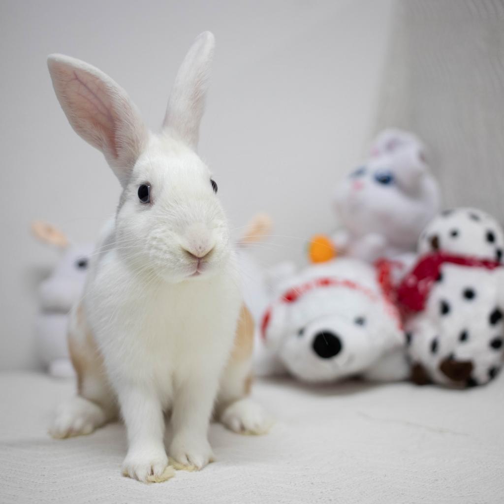 Enlarge Busta Bunz, a Adoptable mixed breed in San Diego, CA image 5/6