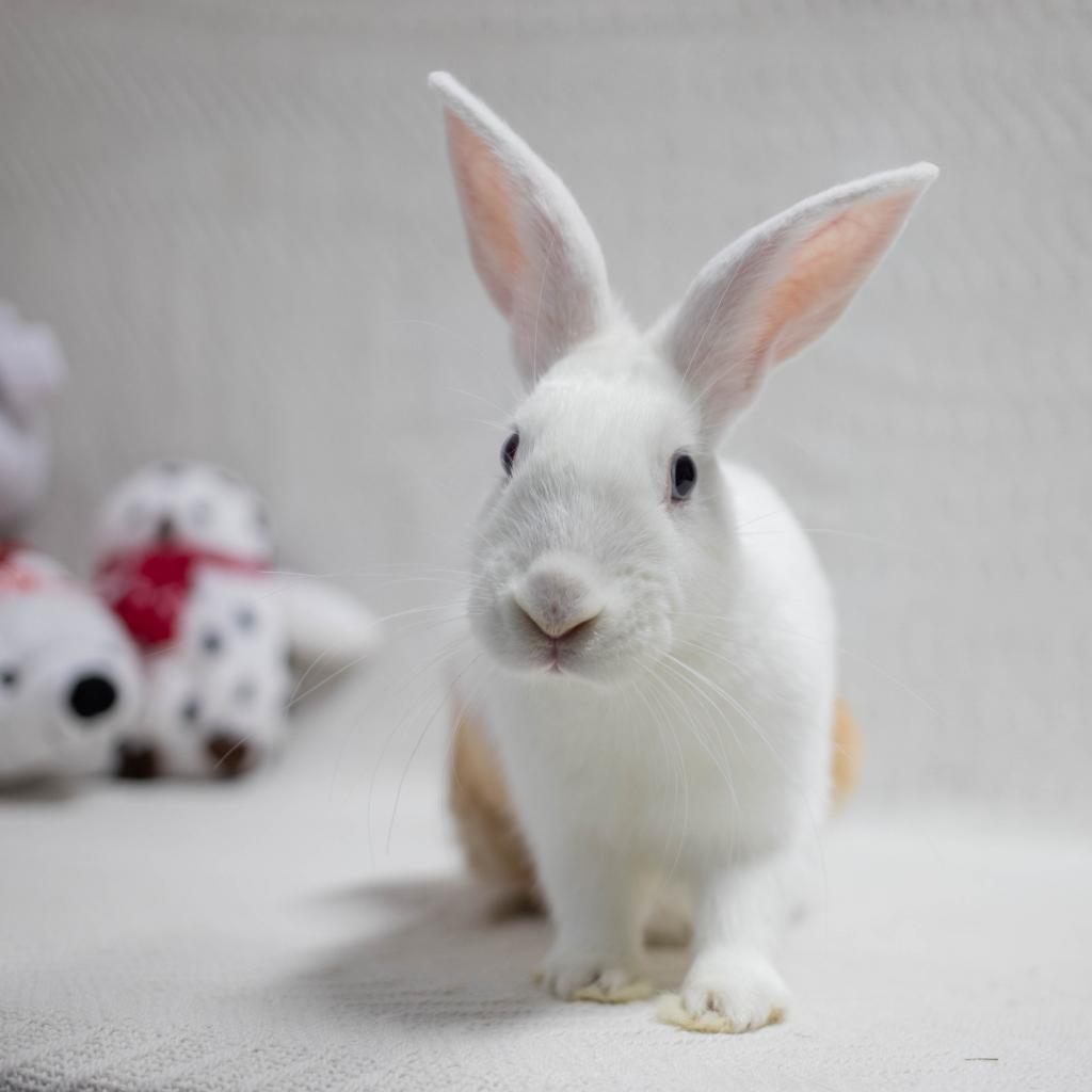 Enlarge Busta Bunz, a Adoptable mixed breed in San Diego, CA image 6/6