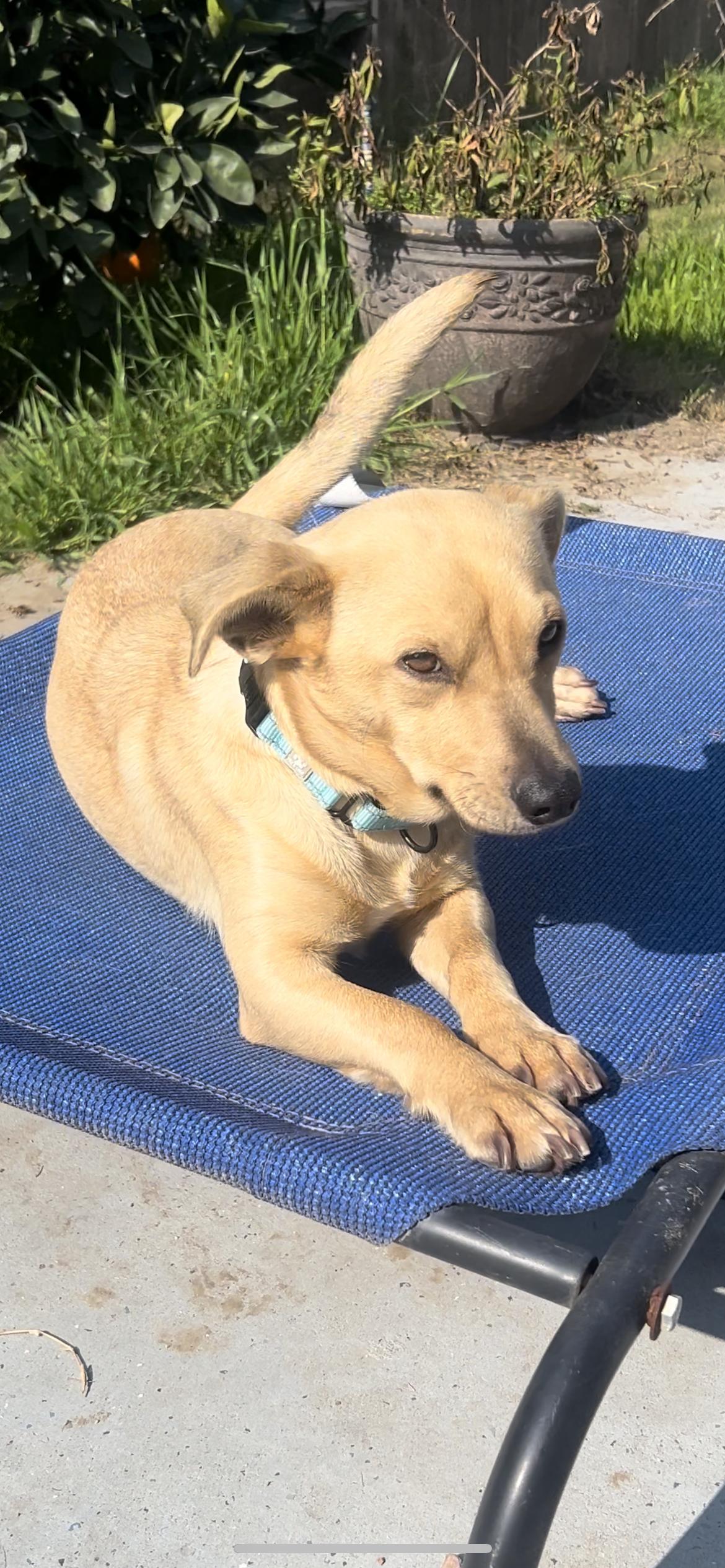 Enlarge Lucy, an adopted mixed breed in Hamden, CT image 3/6