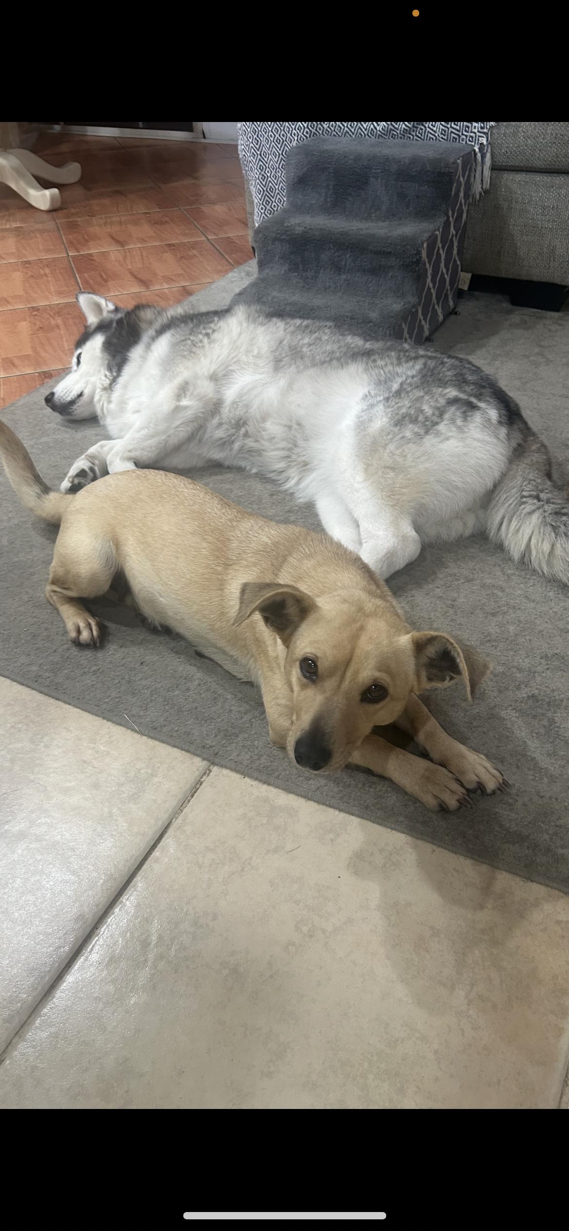 Lucy, adopted, Young Female Dachshund & Terrier.