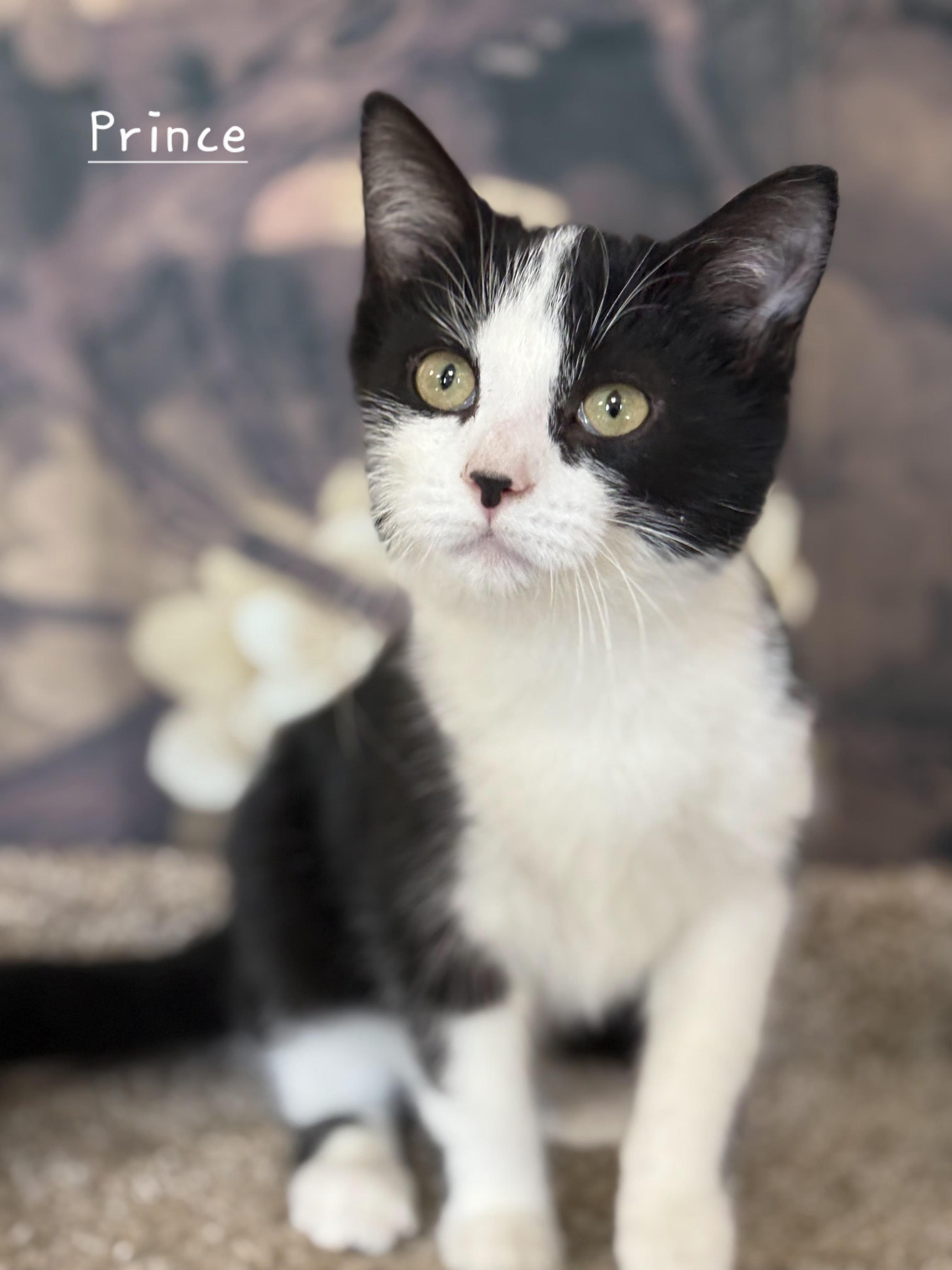 Prince, ADOPTABLE, Young Male Domestic Short Hair.