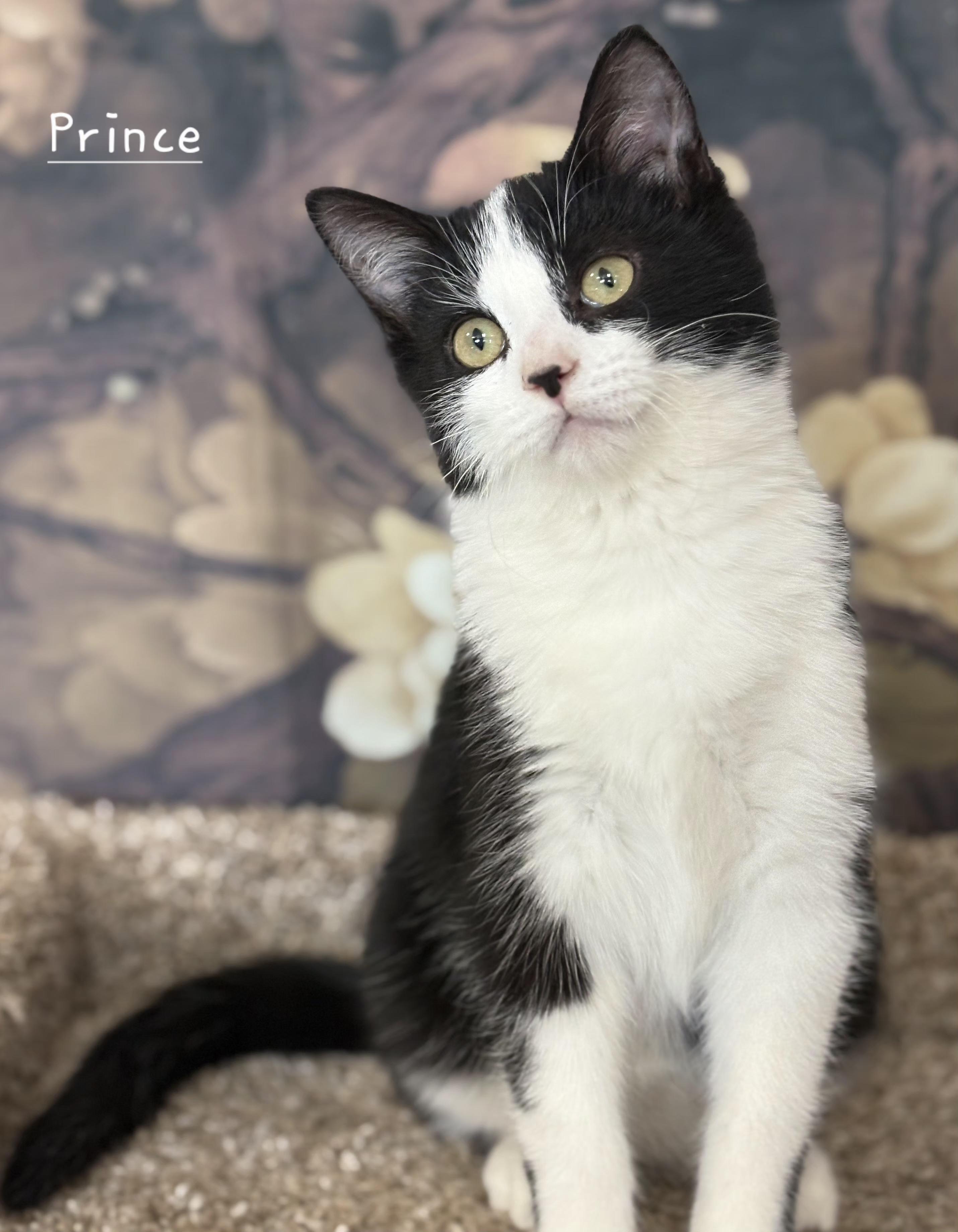 Enlarge Prince, a ADOPTABLE Domestic Short Hair in Aurora, NE image 2/2