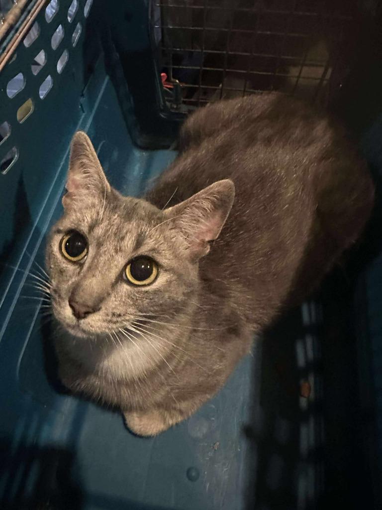 Letti, Adoptable, Young Female Domestic Short Hair.