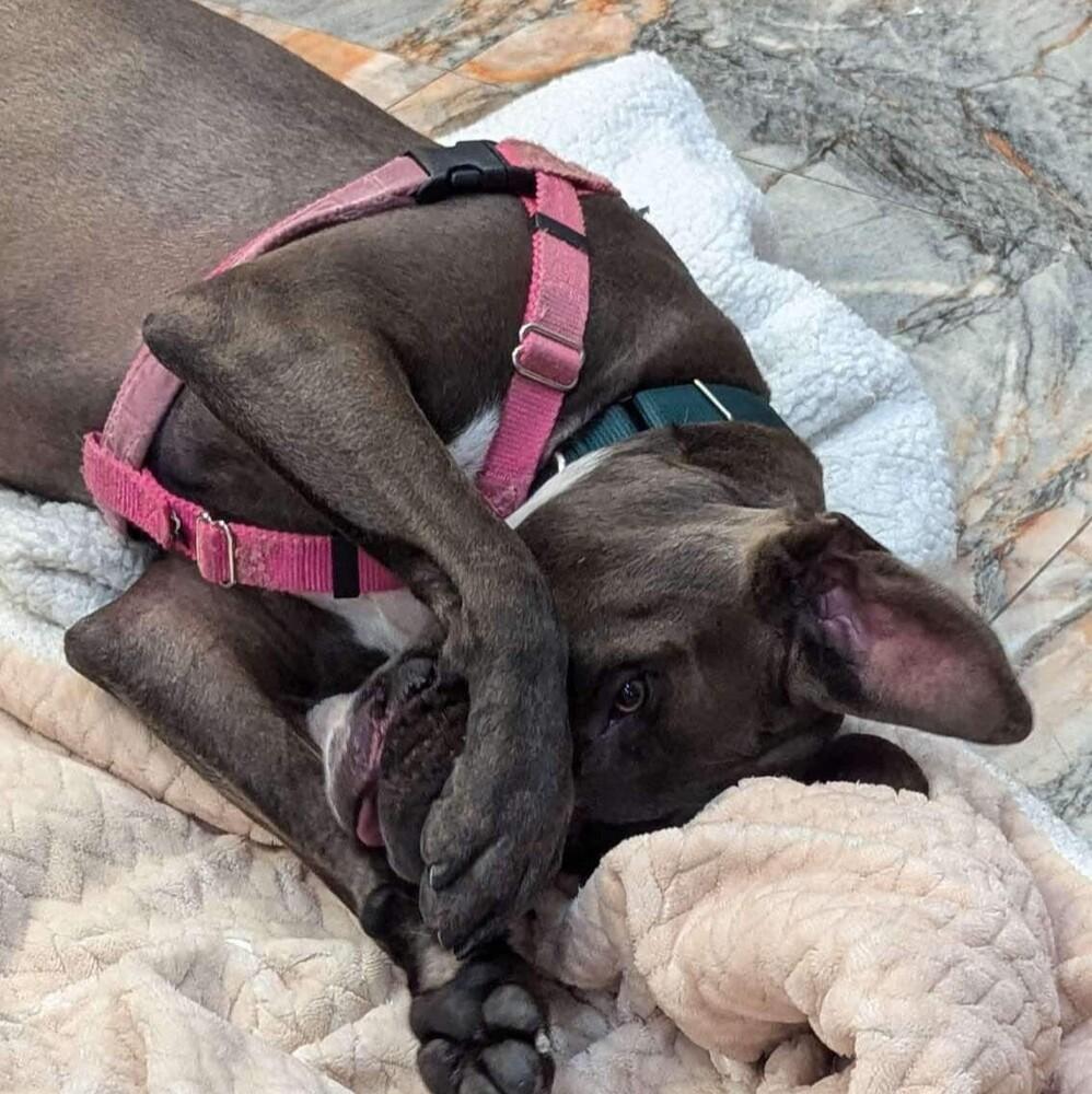 Miracle, Adoptable, Adult Male American Staffordshire Terrier & Mixed Breed.