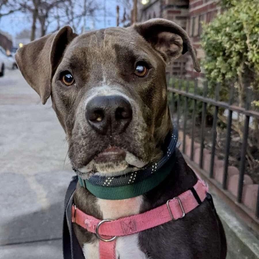 Enlarge Miracle, a Adoptable mixed breed in Long Island City, NY image 1/6