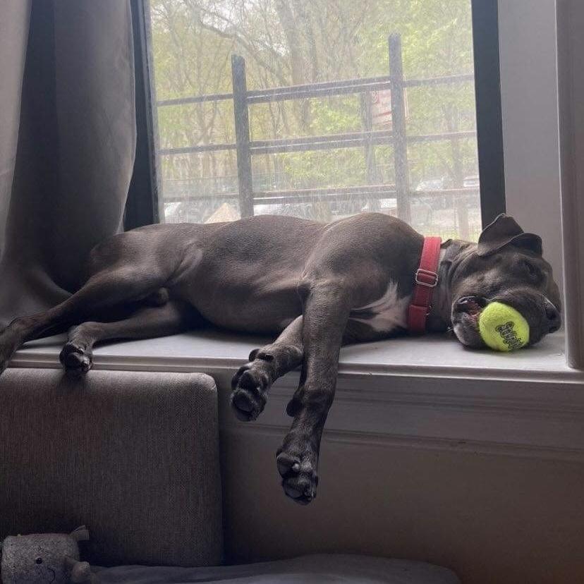 Miracle, Adoptable, Adult Male American Staffordshire Terrier & Mixed Breed.