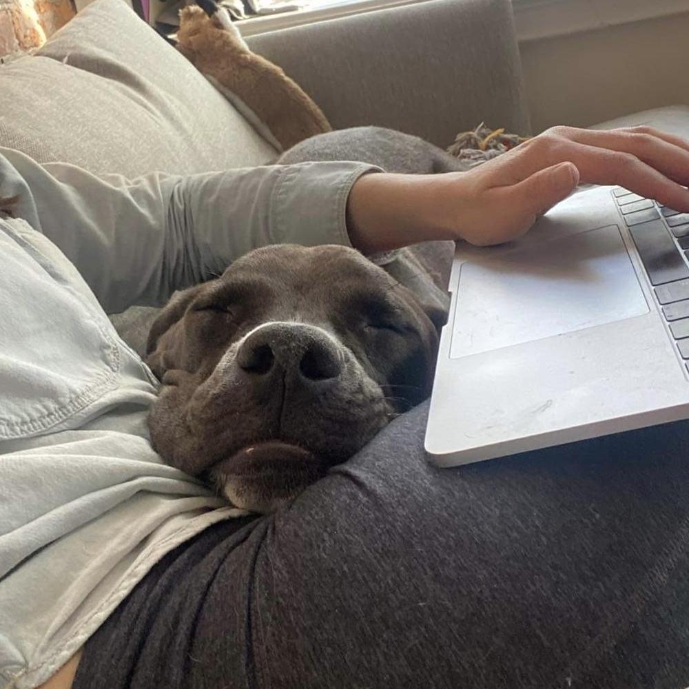 Enlarge Miracle, a Adoptable mixed breed in Long Island City, NY image 2/6