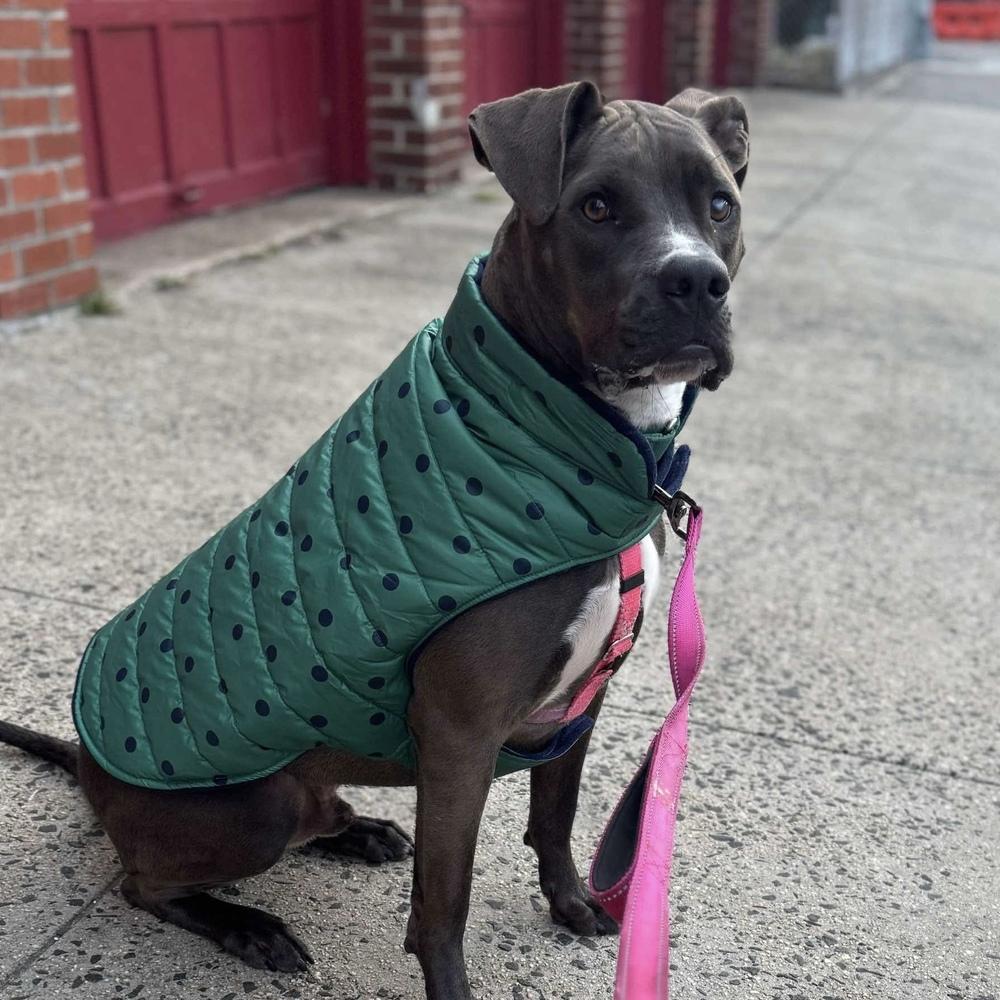 Enlarge Miracle, a Adoptable mixed breed in Long Island City, NY image 4/6