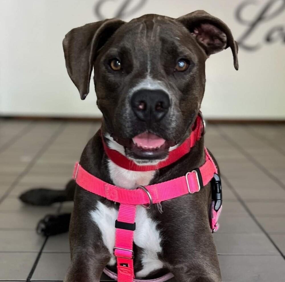 Enlarge Miracle, a Adoptable mixed breed in Long Island City, NY image 6/6