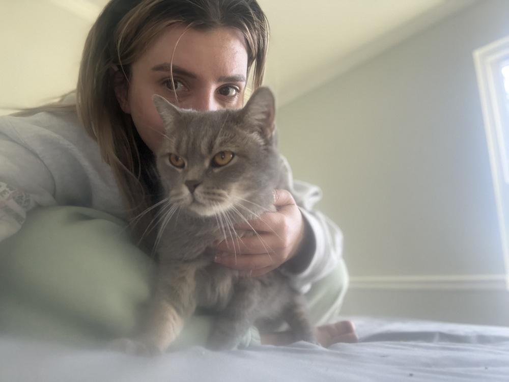 Udon, Adoptable, Young Male British Shorthair.