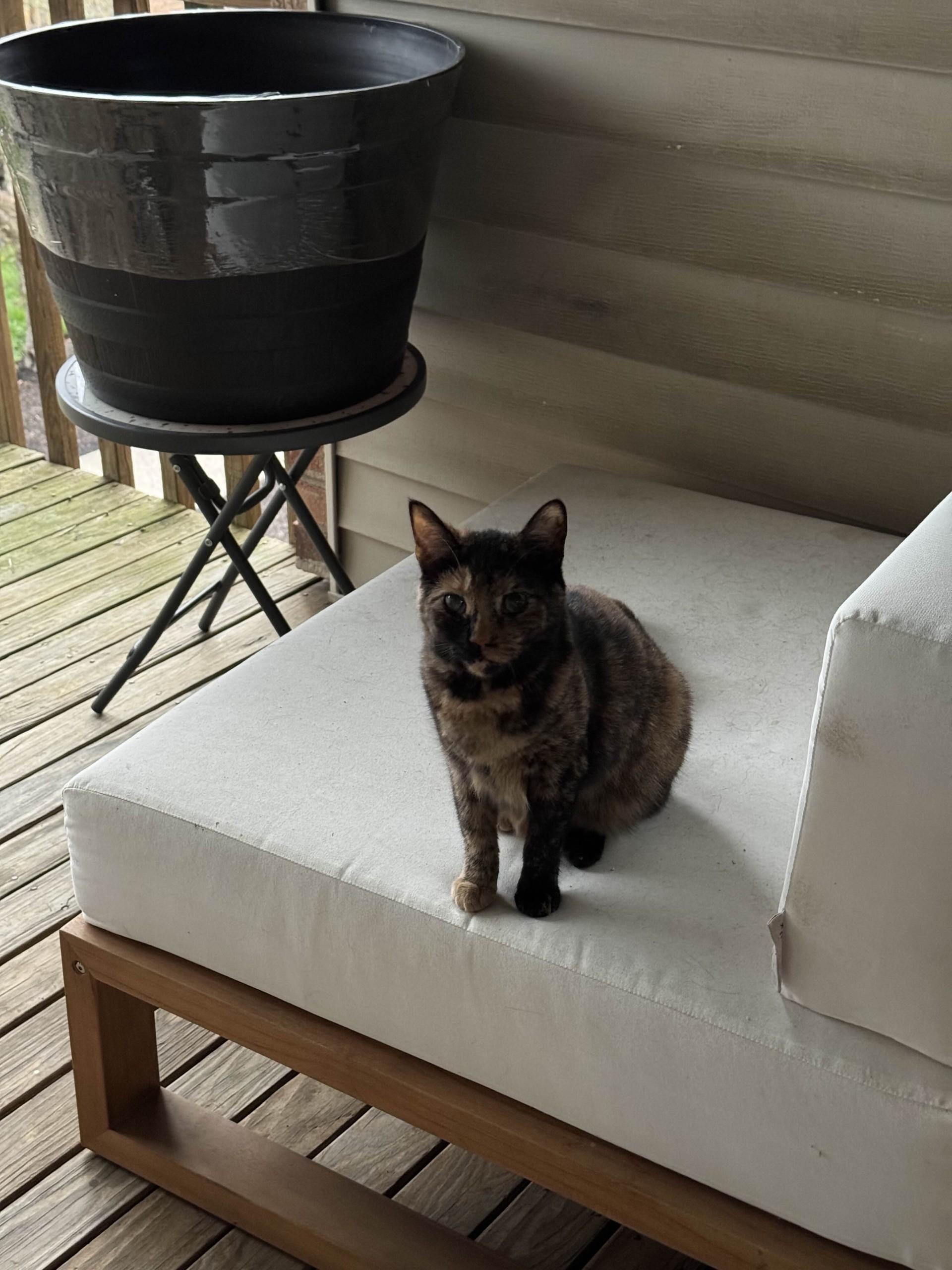 Courtesy Post: Axel and Dottie 2