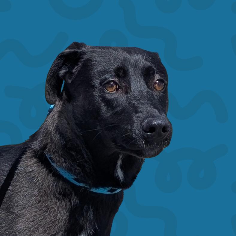 Harmony, a Adoptable Shepherd in Reno, NV image 1/3