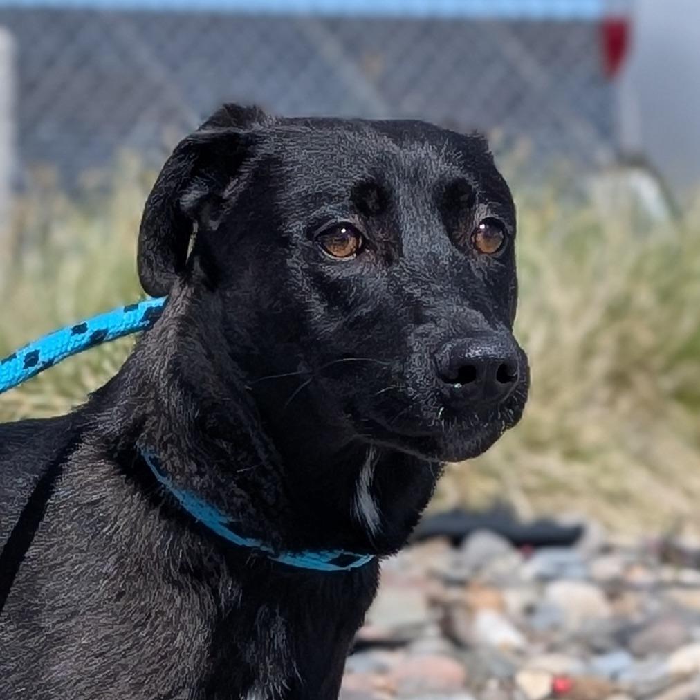Harmony, a Adoptable Shepherd in Reno, NV image 2/3