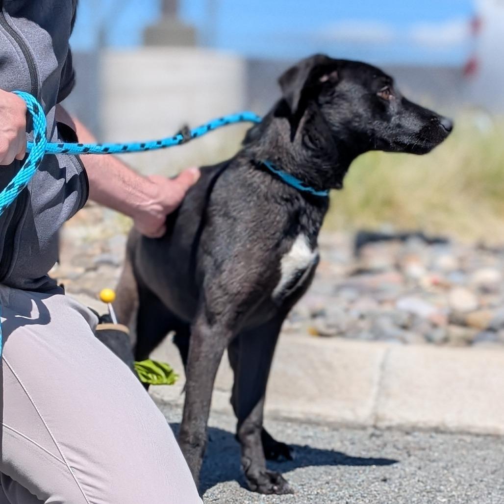 Harmony, a Adoptable Shepherd in Reno, NV image 3/3