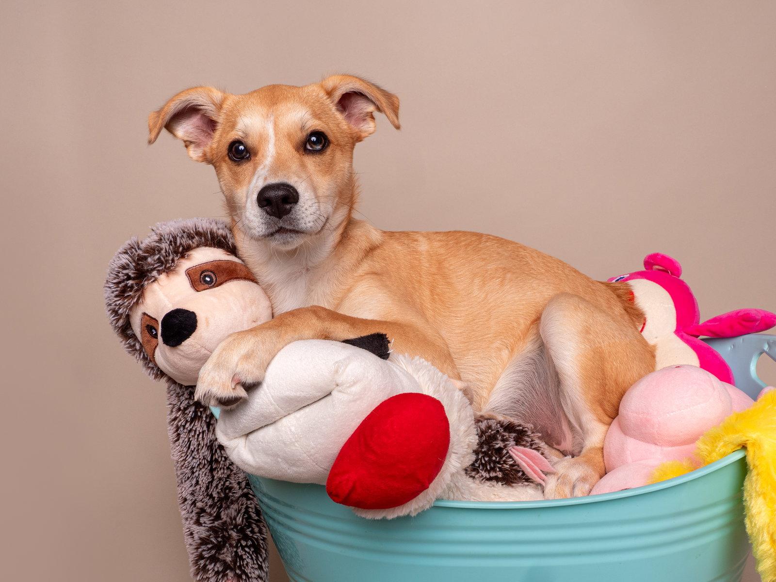 My Little Pony, a Adoptable mixed breed in Palo Alto, CA image 1/3