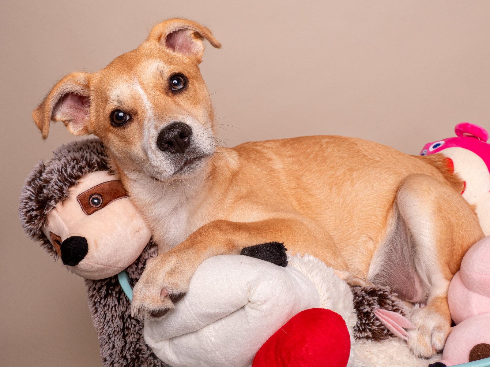 My Little Pony, a Adoptable mixed breed in Palo Alto, CA image 2/3