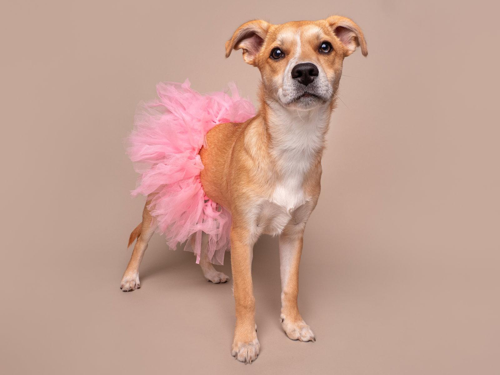 My Little Pony, a Adoptable mixed breed in Palo Alto, CA image 3/3