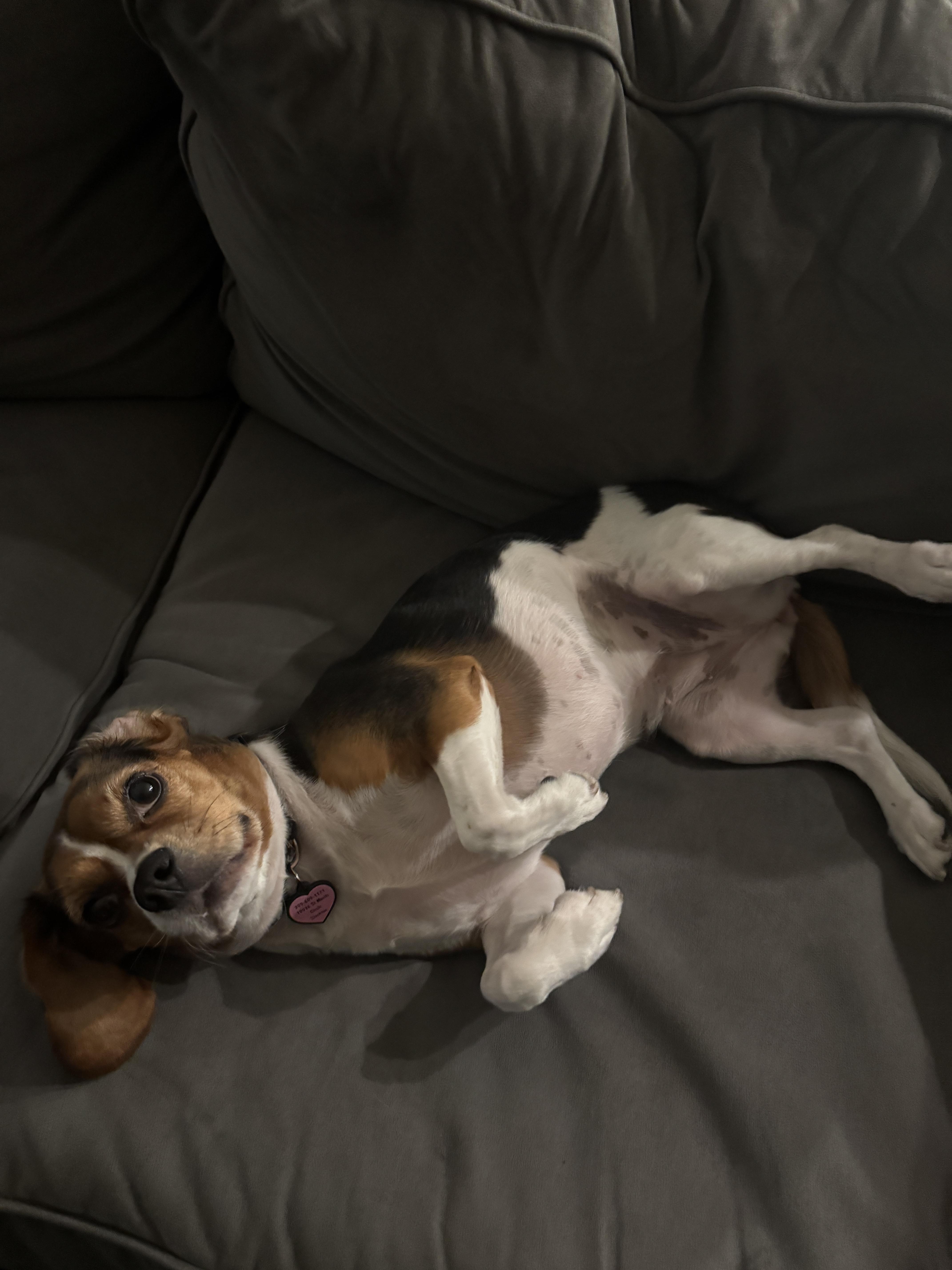 Enlarge Daisy, a Adopted mixed breed in Elk Grove, CA image 4/4