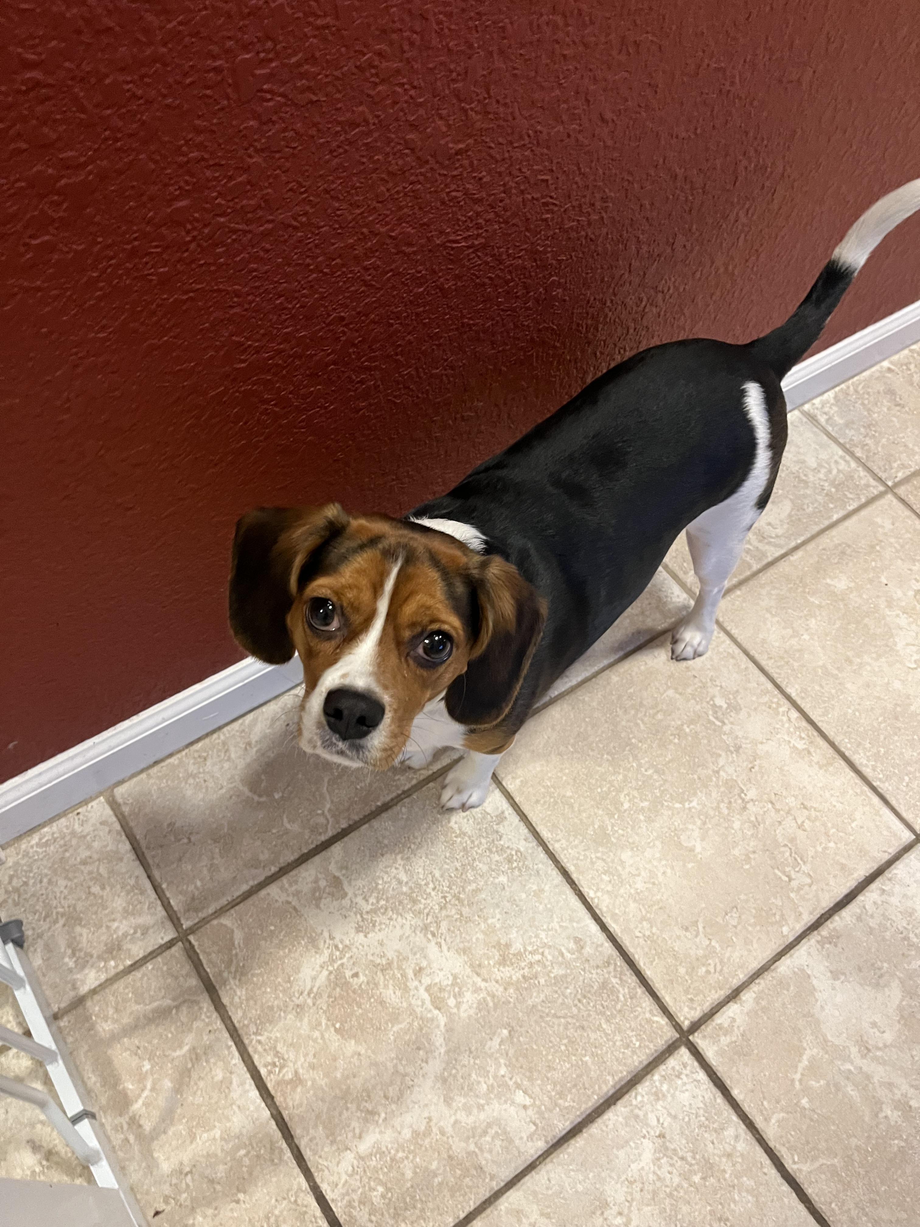 Daisy, Adopted, Adult Female Beagle & Cavalier King Charles Spaniel.