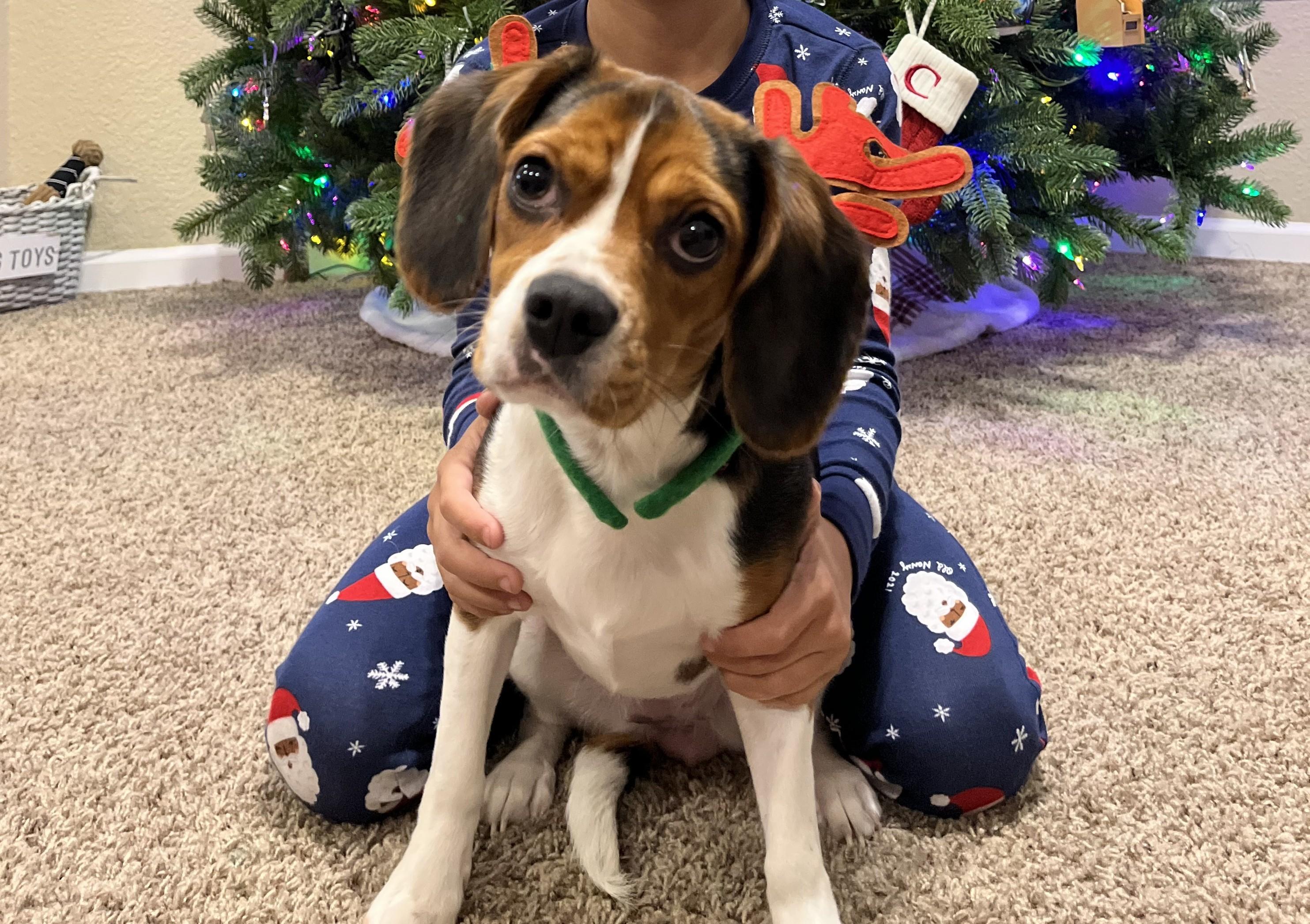 Enlarge Daisy, a Adopted mixed breed in Elk Grove, CA image 2/4