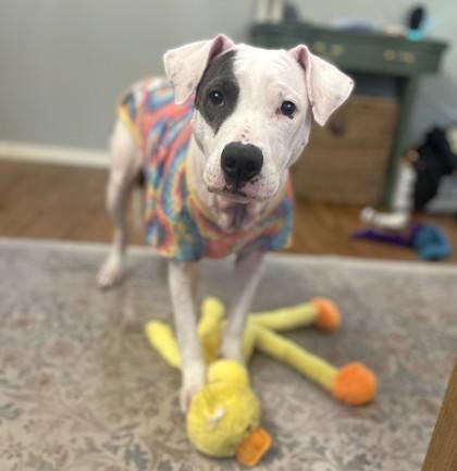 Misty, Adoptable, Adult Female Pit Bull Terrier & Mixed Breed.