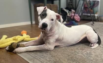 Misty, a Adoptable mixed breed in Seattle, WA image 2/3